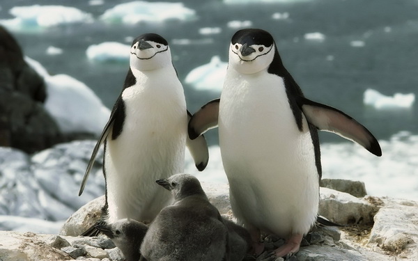 Bộ hình nền chim cánh cụt dễ thương ngộ nghĩnh nhất thế giới
