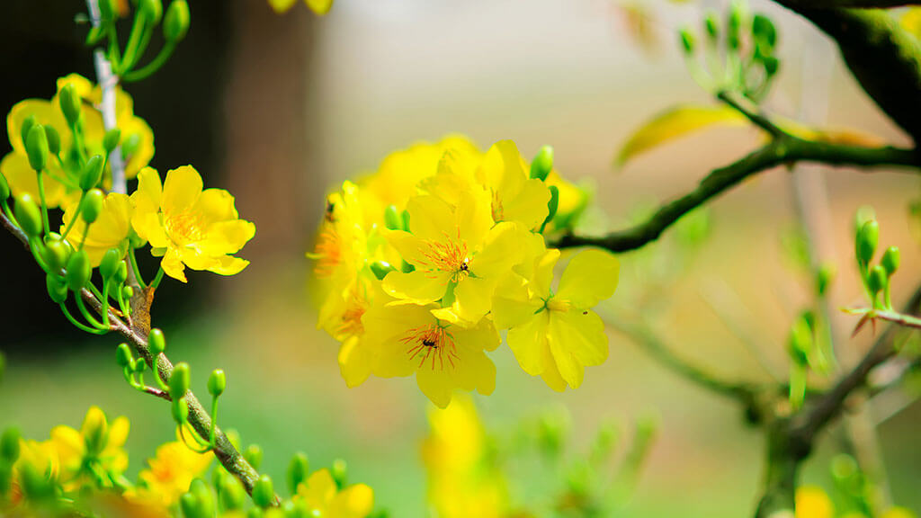 Hình ảnh hình nền hoa đào tuyệt đẹp ngày tết  VFOVN