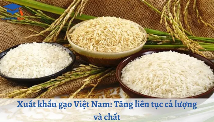 Xuất nhập khẩu gạo từ Việt Nam sang các quốc gia