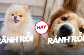 Rảnh Rỗi Hay Rãnh Rỗi? Từ Nào Là Đúng & Chuẩn Nhất
